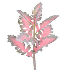 Imagem de HASTE DE FOLHAS COLEUS FLOCADA VERMELHA E VERDE EM PLÁSTICO MOLDÁVEL 35X12CM - GRILLO - Grillo Ltda