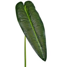 Imagem de HASTE DECORATIVA PERMANENTE DE FOLHA ALONGADA VERDE EM PLÁSTICO 87X69 CM - GRILLO - Grillo Ltda
