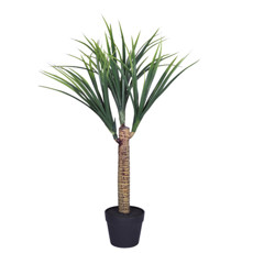 Imagem de PLANTA PERMANENTE DRACENA SILVESTRE VERDE EM PLÁSTICO COM POTE 90X42CM - GRILLO - Grillo Ltda